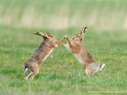 Ini Kumpulan Finalis Kontes Foto Hewan dengan Tingkah Kocak