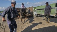 Biasanya para sapi Kobe dijual para peternak di tempat pelelangan khusus. Di mana harga yang ditawarkan cukup bersaing, dan tentunya sangat mahal. Foto: Istimewa