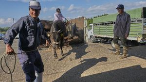 Melihat Proses Pembuatan Daging Sapi Kobe yang Paling Mahal di Dunia