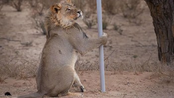 Aduh nyasar nih kayanya si singa. (Foto: Comedy Wildlife Photogaphy)