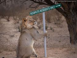 Ini Kumpulan Finalis Kontes Foto Hewan dengan Tingkah Kocak