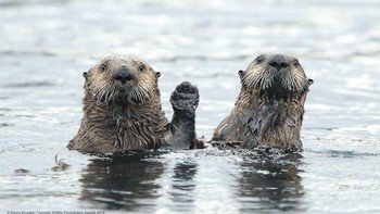 Hai! mau ikut kita berendam? (Foto: Comedy Wildlife Photogaphy)