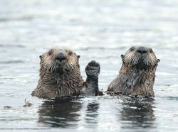 Ini Kumpulan Finalis Kontes Foto Hewan dengan Tingkah Kocak