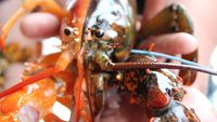 Wow! Lobster Super Langka Ini Punya Dua Warna Berbeda dengan Garis Sempurna