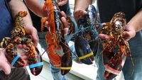 Wow! Lobster Super Langka Ini Punya Dua Warna Berbeda dengan Garis Sempurna