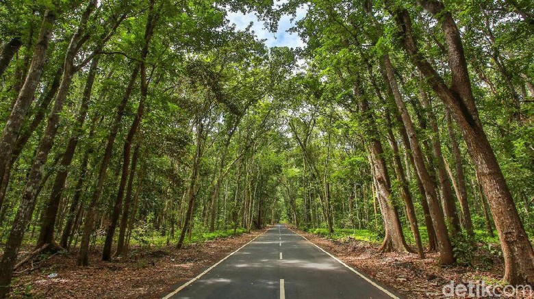 170 Peserta Ramaikan Savana Duathlon di Alas Purwo Banyuwangi 170 Peserta Ramaikan Savana Duathlon di Alas Purwo Banyuwangi