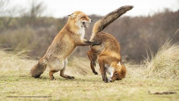 Sini ibu periksa dulu itu bokongnya, Foto: Comedy Wildlife Photogaphy