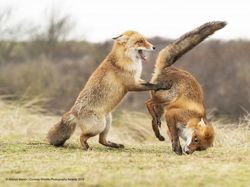 Ini Kumpulan Finalis Kontes Foto Hewan dengan Tingkah Kocak