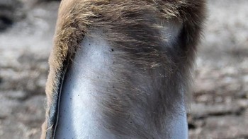 Duh anginnya kencang bikin rambut jadi berantakan. (Foto: Comedy Wildlife Photogaphy)