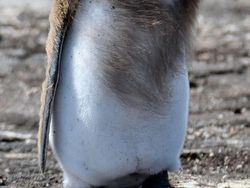 Ini Kumpulan Finalis Kontes Foto Hewan dengan Tingkah Kocak