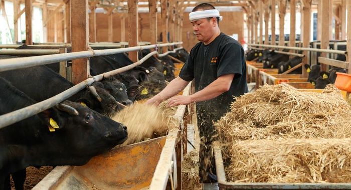 Melihat Proses Pembuatan Daging Sapi Kobe yang Paling Mahal di Dunia