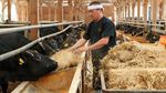 Melihat Proses Pembuatan Daging Sapi Kobe yang Paling Mahal di Dunia