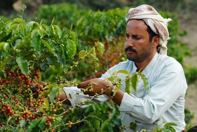 Selain Indonesia, Ini 5 Negara yang Menghasilkan Biji Kopi Terbaik