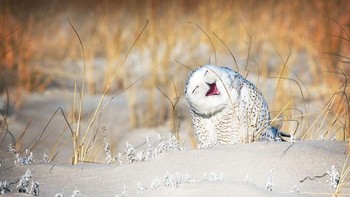 Comedy Wildlife Photografphy Awards adalah sebuah ajang kontes foto untuk menangkap momen kelucuan tingkah hewan-hewan liar. (Foto: Comedy Wildlife Photogaphy)