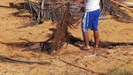 Di Tur Kelapa Ini, Bisa Belajar Bertahan Hidup dan Makan di Alam Bebas