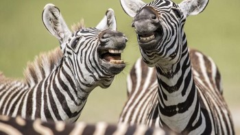 Tawa bahagia mereka si duo zebra. (Foto: Comedy Wildlife Photogaphy)