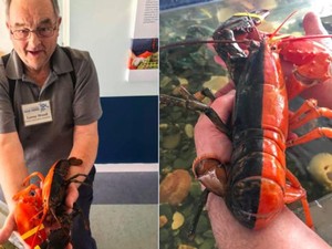 Wow! Lobster Super Langka Ini Punya Dua Warna Berbeda dengan Garis Sempurna