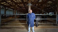 Sapi Kobe atau Kobe Beef merupakan daging sapi berjenis wagyu, tapi tak semuanya daging wagyu jenis Kobe Beef. Ciri khas dari Kobe Beef ini terdiri dari jenis sapi bernama Kuroge Washu, atau Japanese Black. Foto: Istimewa
