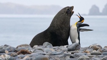 Apa lo! ayo kita duel (Foto: Comedy Wildlife Photogaphy)