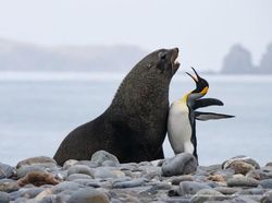 Ini Kumpulan Finalis Kontes Foto Hewan dengan Tingkah Kocak
