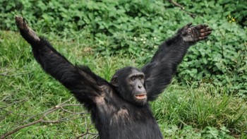 Siapa yang mau berpelukan dengan saya? (Foto: Comedy Wildlife Photogaphy)