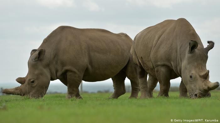 Selamatkan Spesies, Ilmuwan Ciptakan Embrio Badak Putih Utara