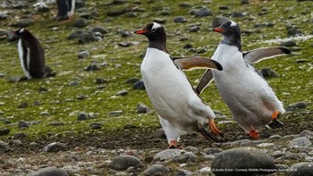 Si penguin yang sepertinya sedang latihan menari. (Foto: Comedy Wildlife Photogaphy)
