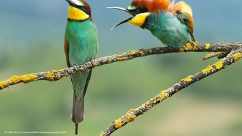 Kontes ini sudah masuk di tahun ke-5 yang diadakan oleh yayasan Born Free Foundation yang berbasis di Inggris. (Foto: Comedy Wildlife Photogaphy)