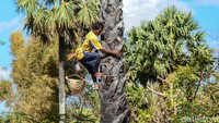 Air nira tersebut dipanen setiap beberapa hari sekali.