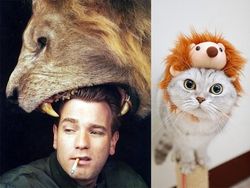 Gaya Kocak Si Kucing Kala Meniru Pose Model Pria