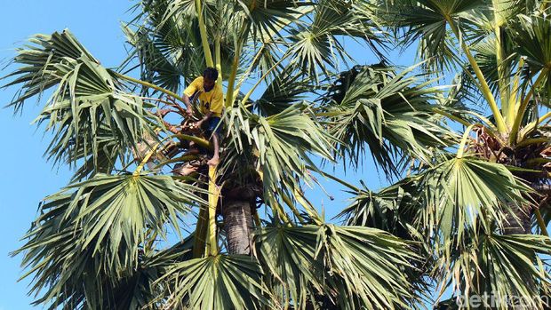 Menderes Manisnya Nira Pohon Lontar Warga Desa Oetutulu, Rote Barat Laut, Rote, NTT, memanfaatkan saripati pohon lontar atau air nira. Air nira ini diubah menjadi gula.