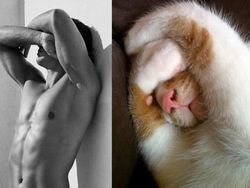 Gaya Kocak Si Kucing Kala Meniru Pose Model Pria