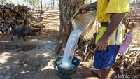 Warga menuang air nira yang baru didapatnya untuk diolah kembali menjadi gula.