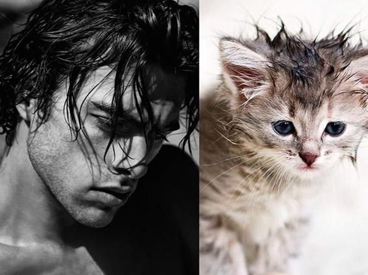 Gaya Kocak Si Kucing Kala Meniru Pose Model Pria