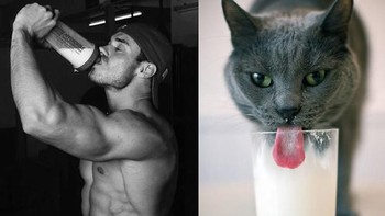 Gaya minum susu. (Foto: sadanduseless)