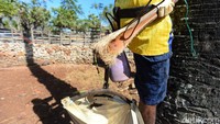 Mereka kemudian memanjat pohon lontar untuk mengambil saripati buah lontar.
