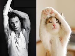 Gaya Kocak Si Kucing Kala Meniru Pose Model Pria