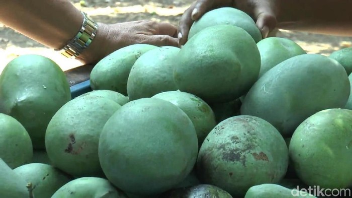 Panen mangga alpukat