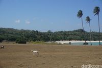 Di pantai-pantai di Rote, banyak kambing yang berkeliaran (Afif Farhan/detikcom)