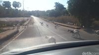 Kambing yang melintasi di depan mobil kami (Afif Farhan/detikcom)