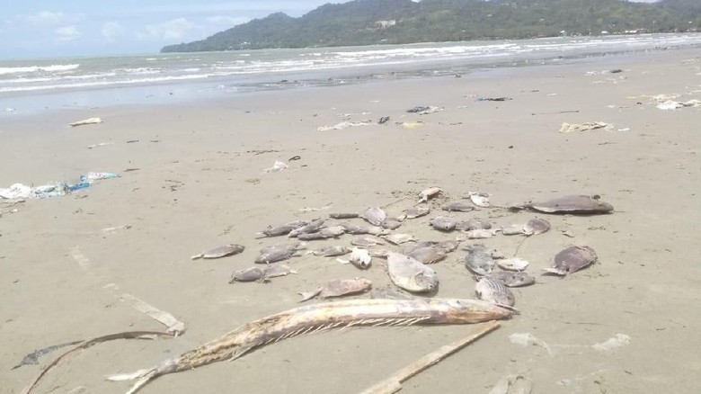 LIPI Teliti Penyebab Ikan Mati Massal di Pantai Ambon LIPI Teliti Penyebab Ikan Mati Massal di Pantai Ambon