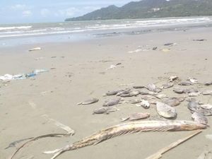 LIPI Teliti Penyebab Ikan Mati Massal di Pantai Ambon