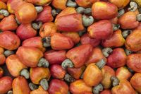 Ternyata Banyak Netizen Belum Tahu Asal Usul Kacang Mete