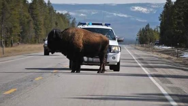 Polisi Usir Bison di Tengah Jalan Pakai Lagu AC/DC