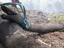 Heboh Sang Legenda Ular Mati Terbakar di Karhutla Kalteng 2019
