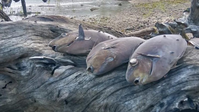 Ikan Mati Massal di Pantai Ambon, BMKG Tepis Isu Liar Pertanda Tsunami Ikan Mati Massal di Pantai Ambon, BMKG Tepis Isu Liar Pertanda Tsunami