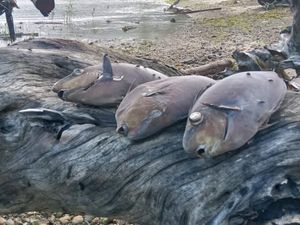 Ikan Mati Massal di Pantai Ambon, BMKG Tepis Isu Liar Pertanda Tsunami