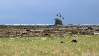 Pulau yang mirip di adegan pembukaan film kartun Spongebob ini berada di Pantai Angkeo, Kecamatan Teupah Barat, Pulau Sinabang, provinsi Aceh (Randy/detikcom)