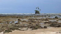 Layaknya di film animasi, pulau ini berada menjorok dari bibir pantai dengan sejumlah pohon kelapa di atasnya (Randy/detikcom)
