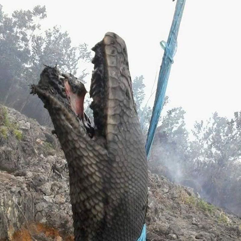 Ular Piton Raksasa Kalimantan Ular Piton Raksasa jadi korban kebakaran hutan Kalimantan